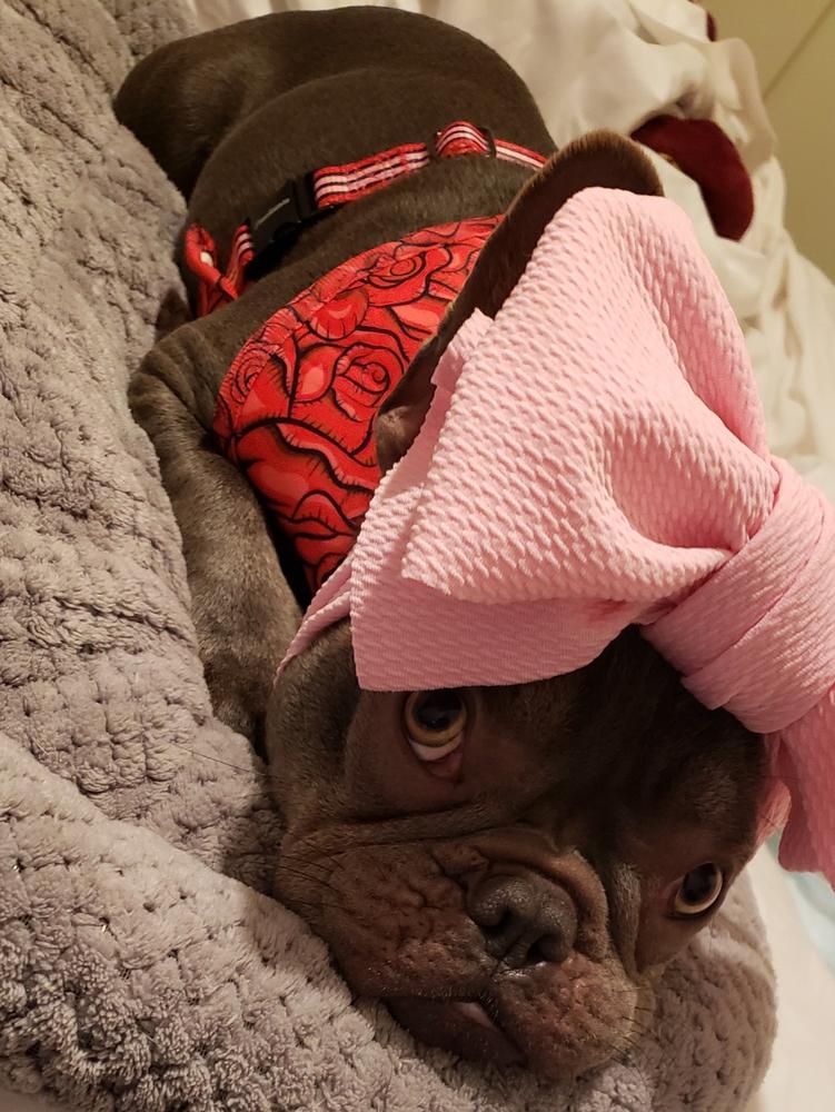 Frenchiestore Pet Head Bow | Light Pink - Customer Photo From Stephanie H.