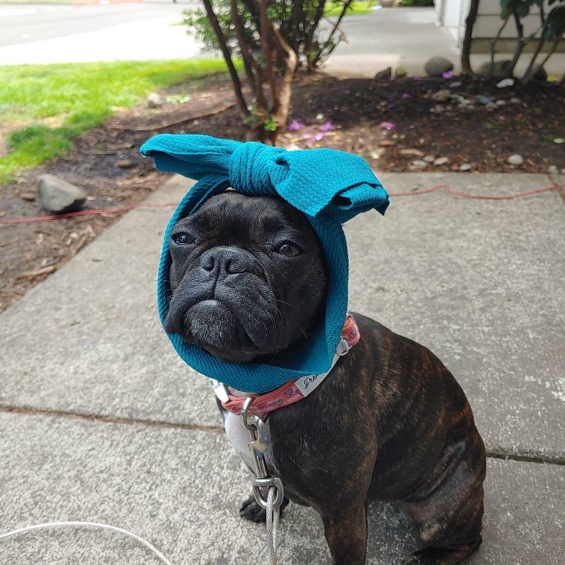Lazo para la cabeza de mascota Frenchiestore | Verde azulado: foto del cliente de Nicki P.