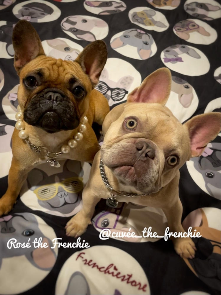 Frenchie Blanket | Frenchiestore | French Bulldogs Black Polka Dots - Customer Photo From Terrance M.