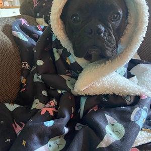 Frenchie Blanket | Frenchiestore | The Child on Black - Customer Photo From Aly