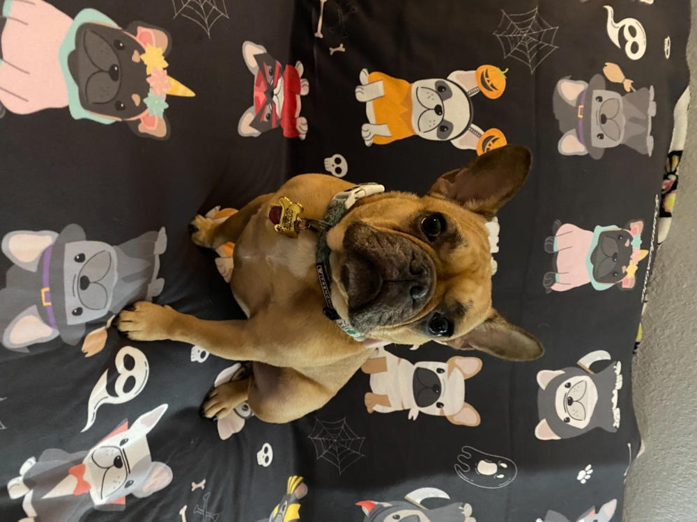 Coperta di Halloween Frenchie | Bulldog francesi in costume - Foto del cliente da Charlene W.