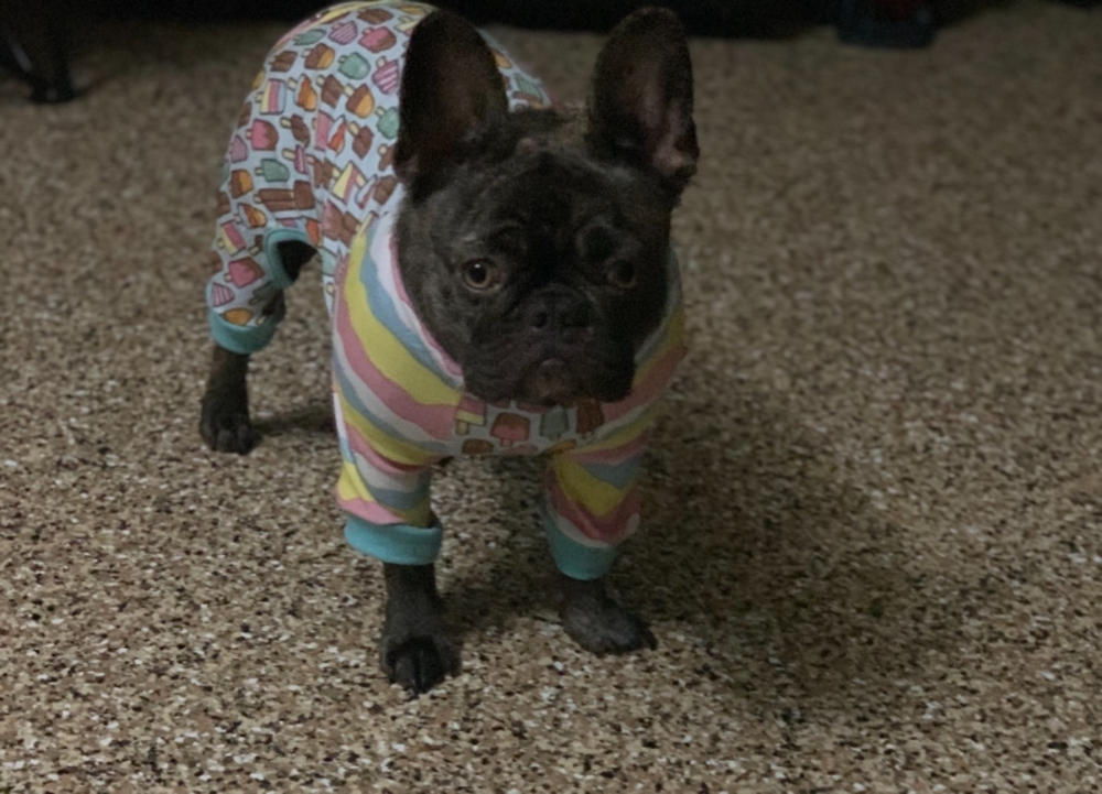 Schlafanzug mit französischer Bulldogge | Frenchie-Kleidung | Eiscreme – Kundenfoto von Christine Beckham