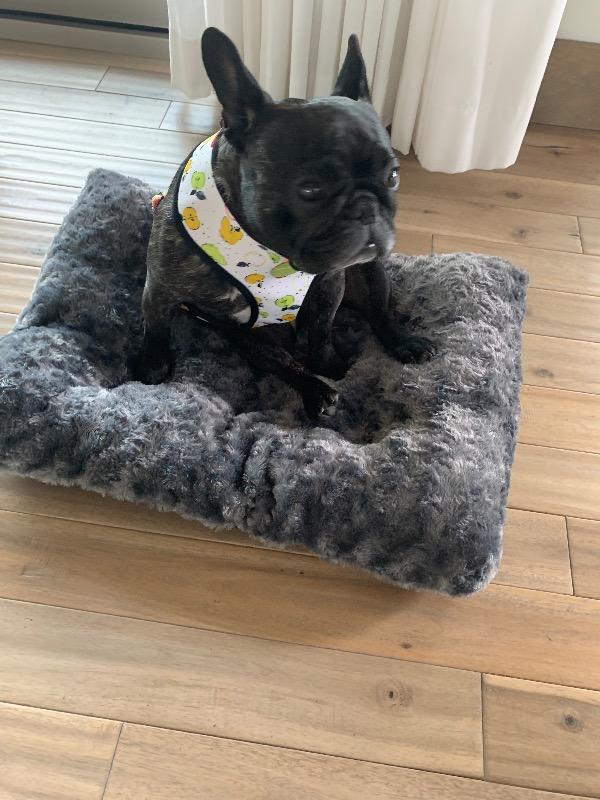 Frenchiestore Reversible Dog Health Harness | Apple - Customer Photo From Anonymous