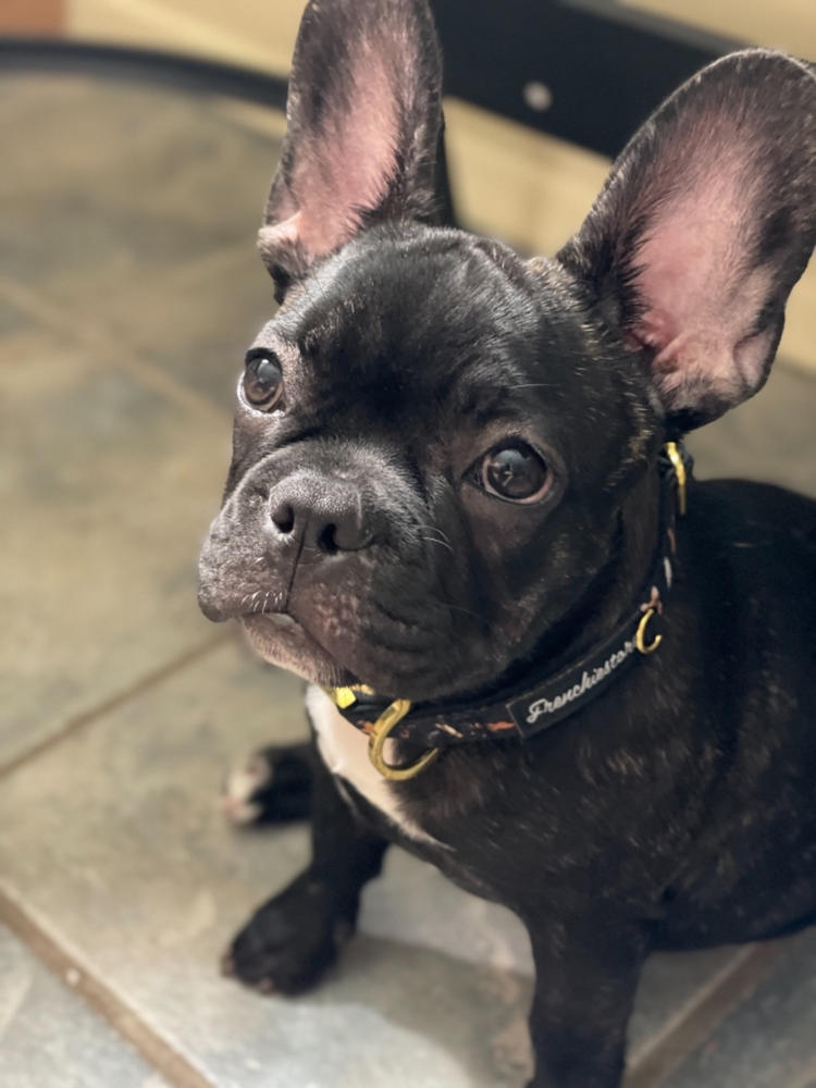 Collier pour chien Frenchiestore Breakaway | Harry Pupper - Photo client d'Angel F.