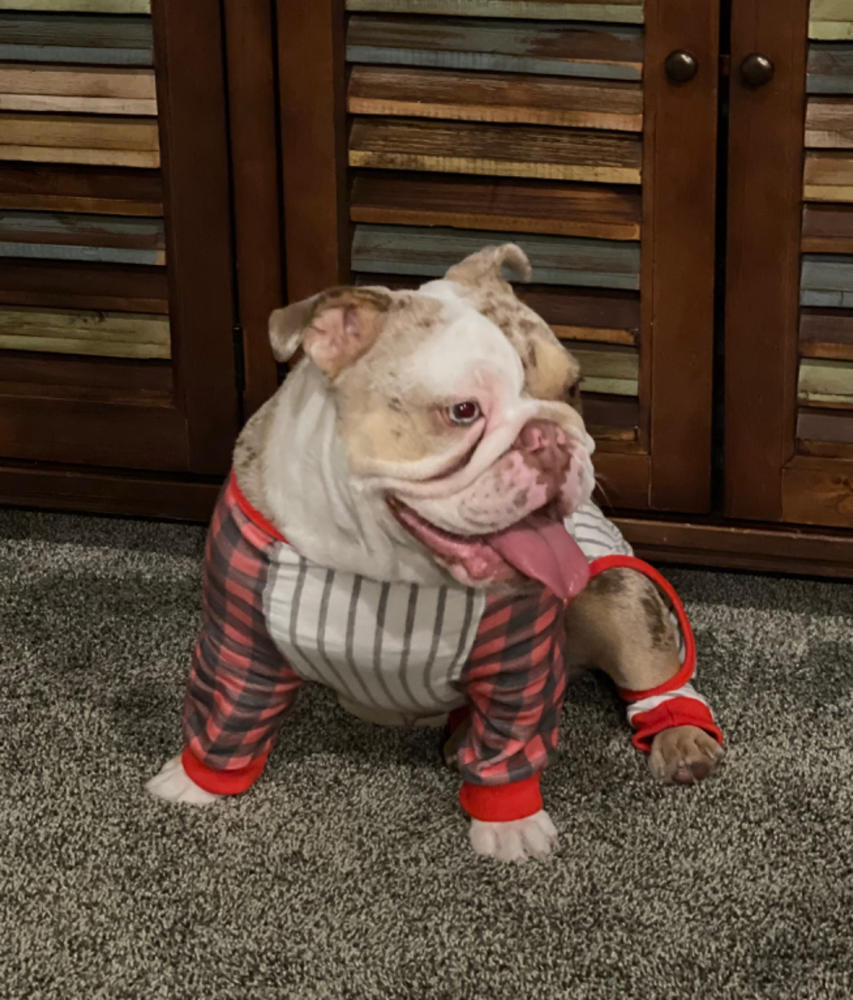 French Bulldog Pajamas | Frenchie Clothing | Buffalo Plaid - Customer Photo From Terri K.