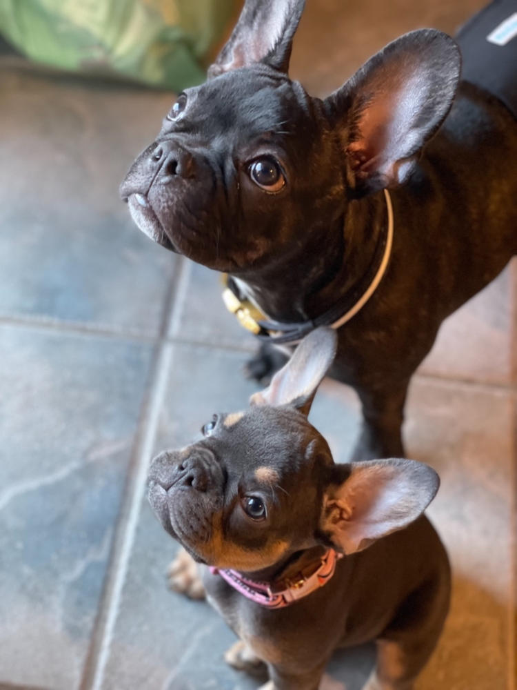 Collare per cani Breakaway Frenchiestore | Pink Varsity - Foto del cliente da anonimo