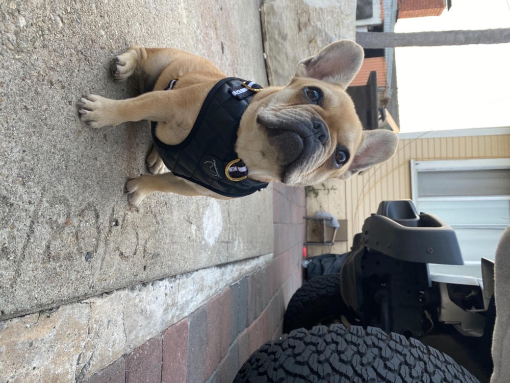 Frenchiestore Breakaway Dog Collar | Black Varsity - Customer Photo From Alejandra V.