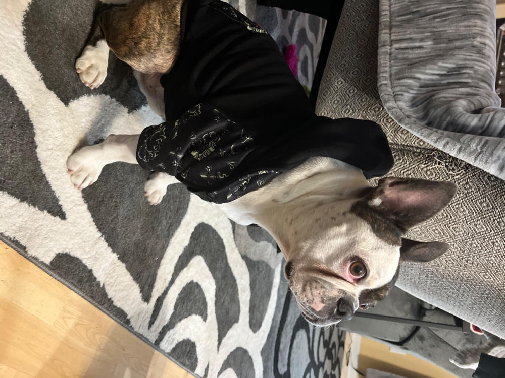 Frenchiestore Organic Dog hoodie | Puppy Love - Customer Photo From Delilah C.
