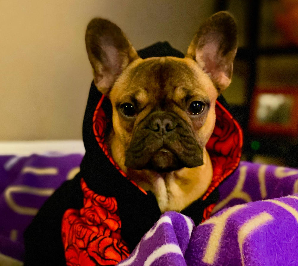 Frenchiestore Толстовка с капюшоном для собак Organic | Губы и розы — фото клиента от Дженнифер А.