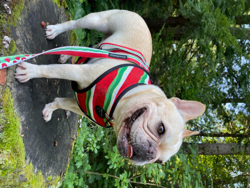Frenchiestore Dog Luxury Leash | Watermelon - Customer Photo From Terri S.