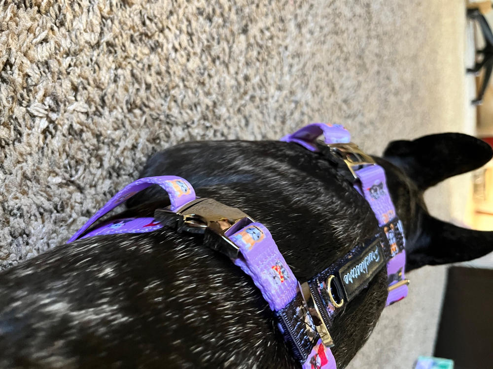Frenchiestore Adjustable Pet Health Strap Harness | Frenchie Attire - Customer Photo From Esbeidhy G.