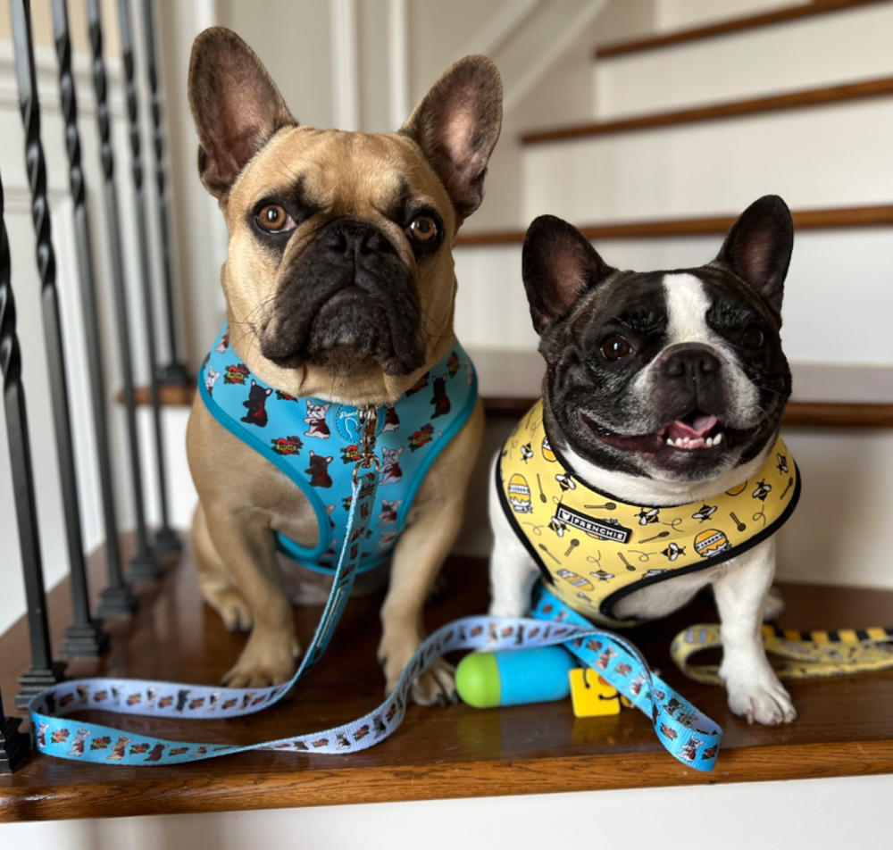 Frenchiestore Dog Luxury Leash | This Frenchie loves Mom/Dad in teal and grey - Customer Photo From Dana B.