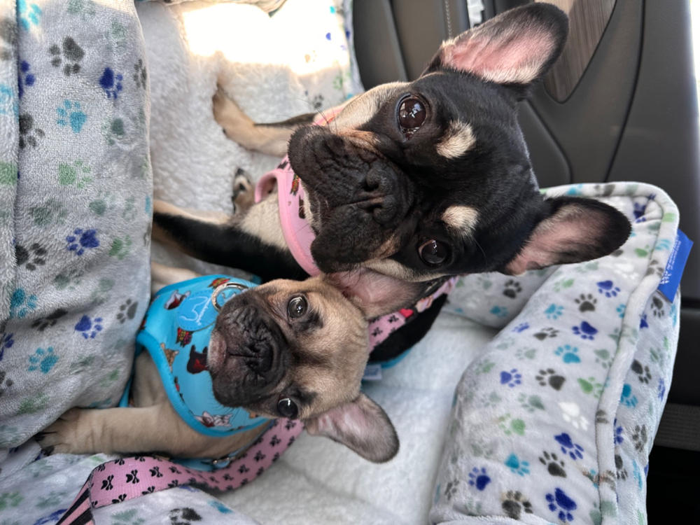 Frenchiestore Reversible Dog Health Harness | This Frenchie loves Mom/Dad in teal and grey - Customer Photo From Anonymous