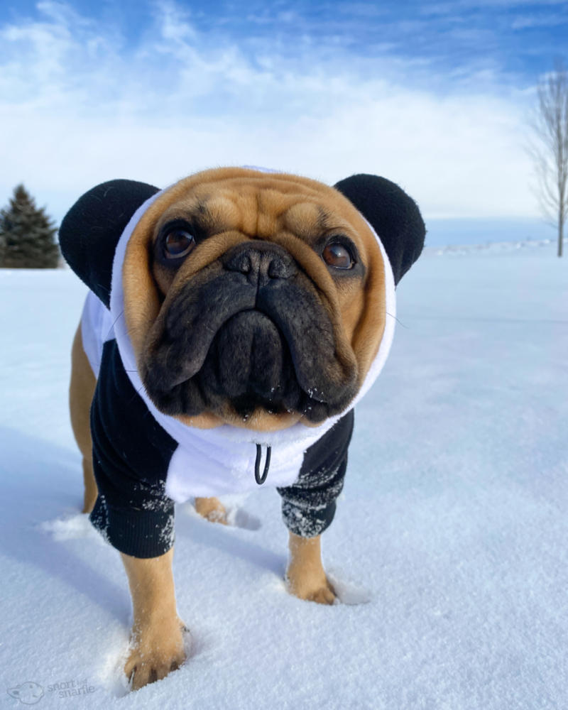 Frenchiestore Bio-Hunde-Hoodie mit Frenchie-Ohr | Pandabär – Kundenfoto von Brianna H.