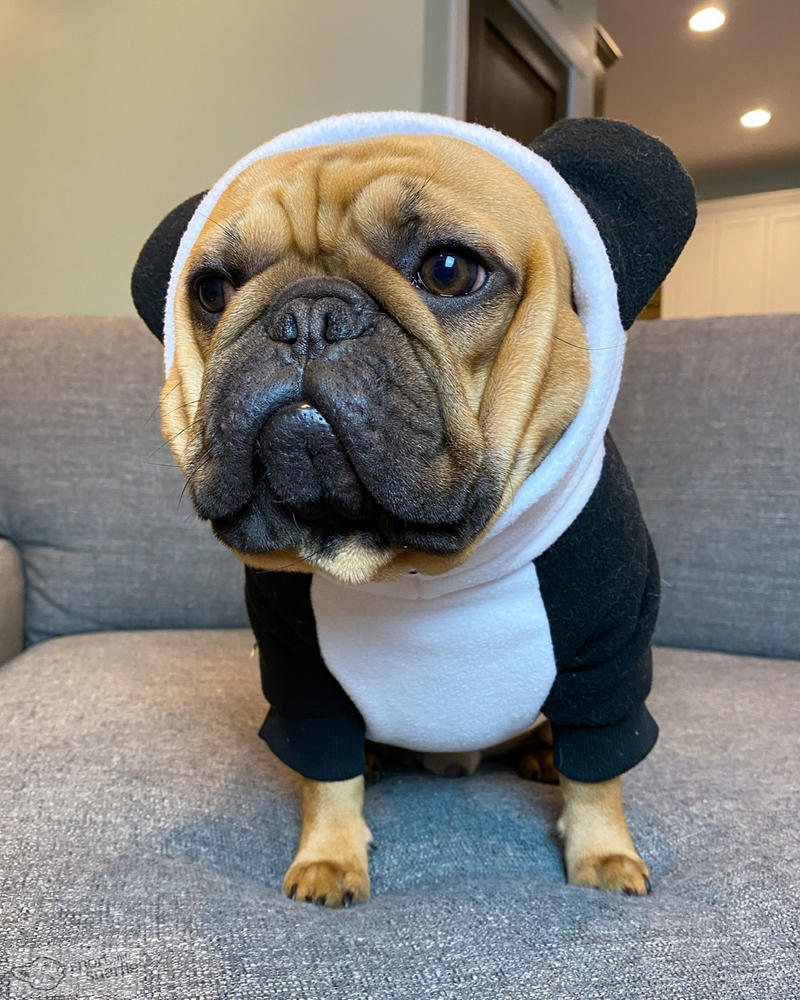 Frenchiestore Bio-Hunde-Hoodie mit Frenchie-Ohr | Pandabär – Kundenfoto von Brianna H.