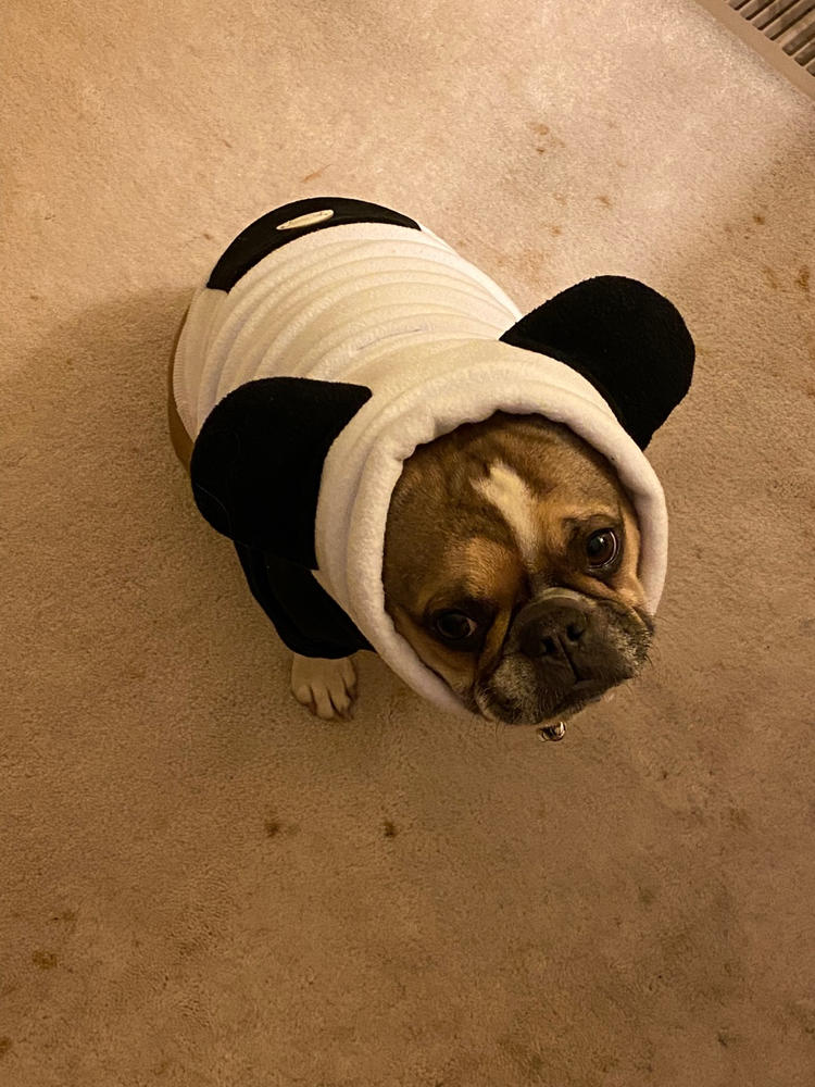 Frenchiestore Organic Dog Frenchie Ear hoodie | Panda Bear - Customer Photo From Anonymous