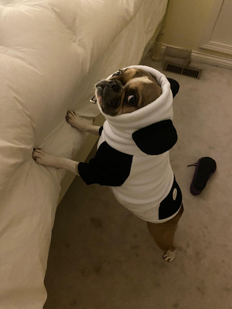 Frenchiestore Органическая толстовка с капюшоном для собак Frenchie Ear | Панда — фото клиента от анонима