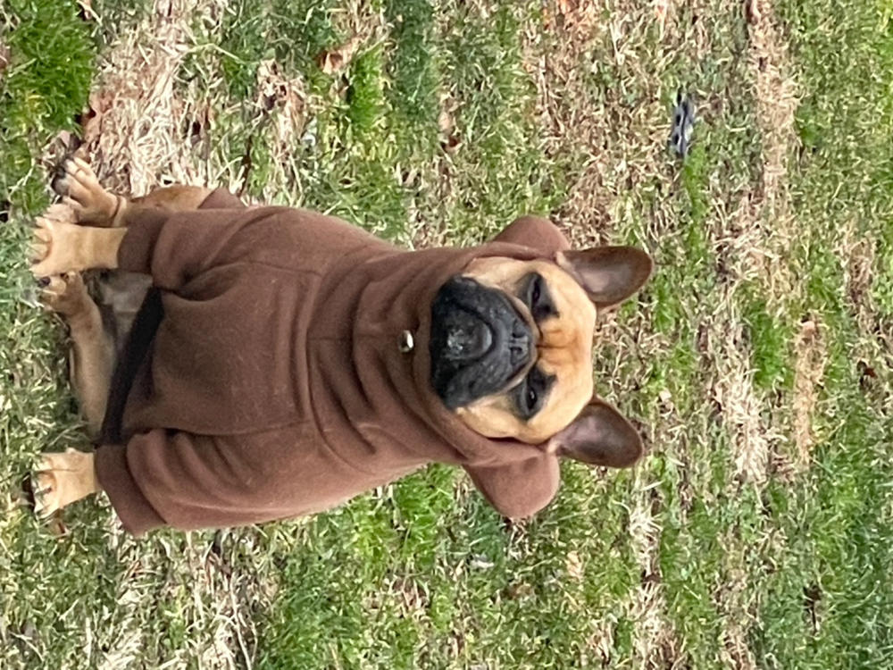 Frenchiestore Sudadera con capucha con orejas de Frenchie para perros orgánicos | Osito de peluche: foto del cliente de Brandon C.