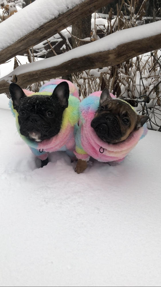 Frenchiestore Organic Dog Frenchie Ear Hoodie | Care Bear - Customer Photo From Anonymous