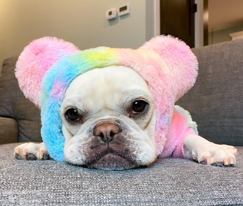 Frenchiestore Organic Dog Frenchie Ear Hoodie | Care Bear - Customer Photo From Brianna H.