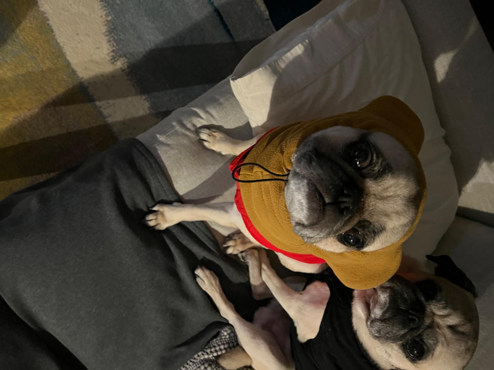 Scalda orecchie Frenchie per cani biologici Frenchiestore | Fawn Frenchie - Foto del cliente da anonimo