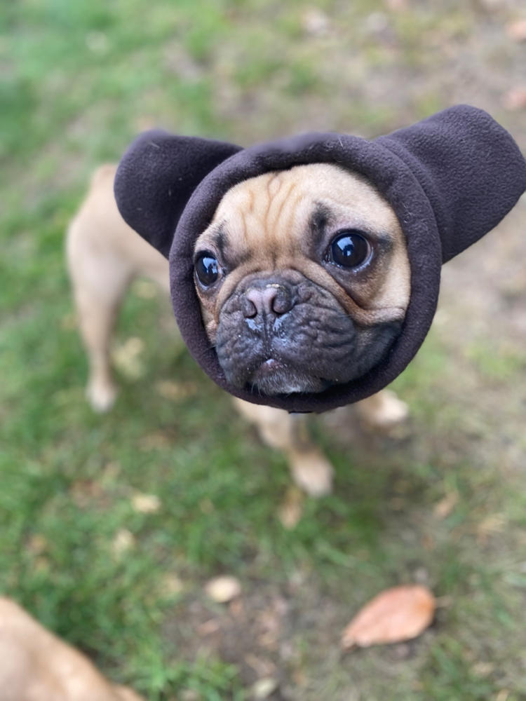 Frenchiestore Organic Dog Frenchie Ear Warmers | Brown Brindle Frenchie - Customer Photo From Jennifer A.