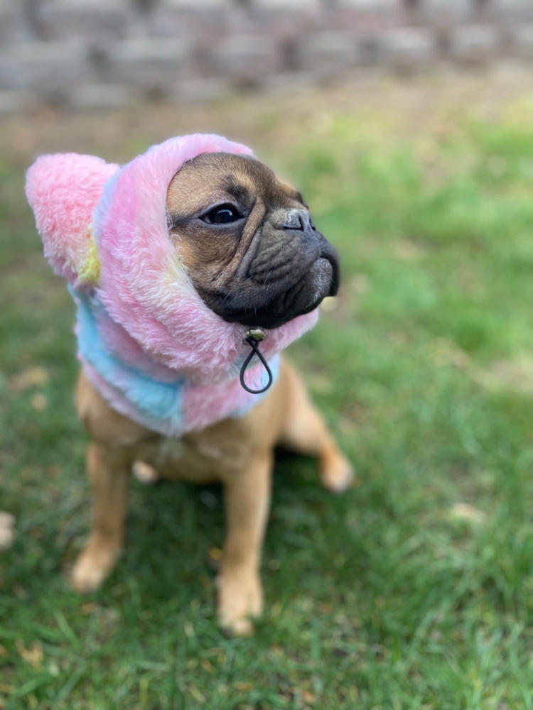 Frenchiestore Organic Dog Frenchie Ear Warmers | Brown Brindle Frenchie - Customer Photo From Jennifer A.