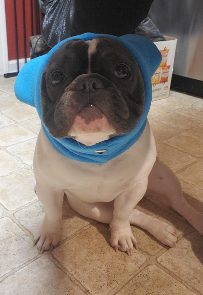 Frenchiestore Organic Dog Frenchie Ear Warmers | Blue - Customer Photo From Amy W.