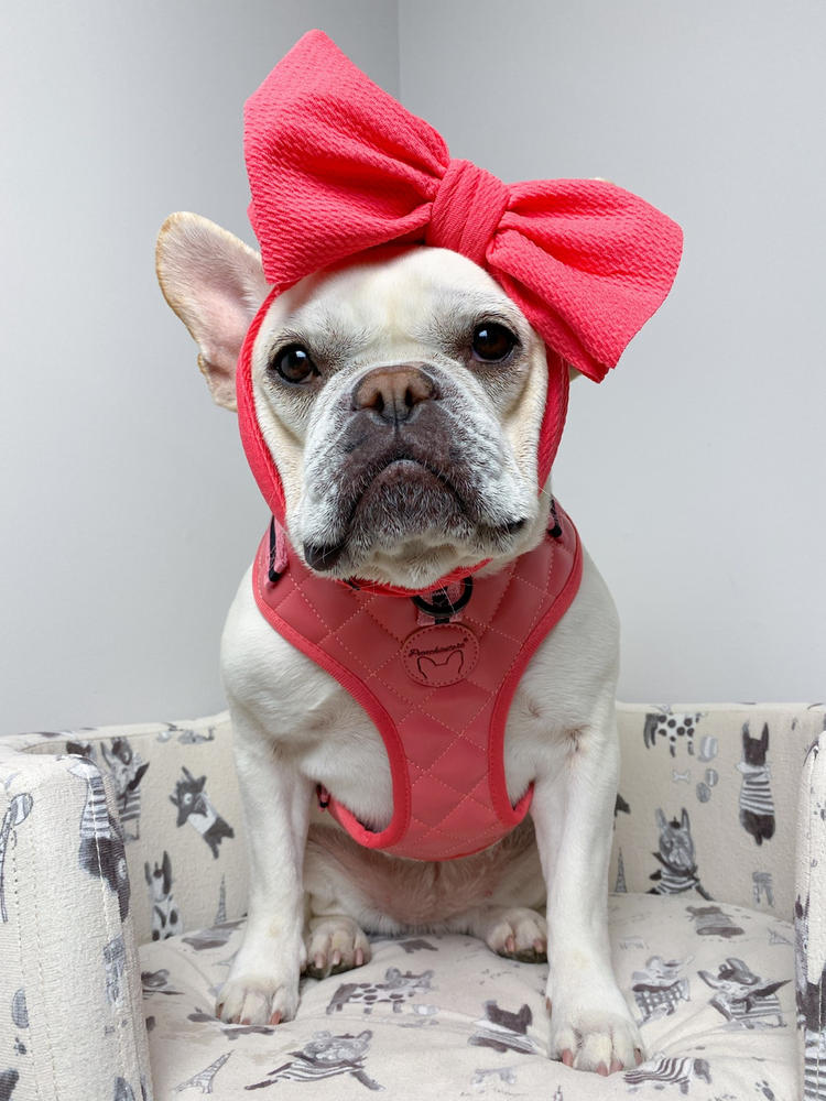 Frenchiestore Luxus-Hundeleine | Coral Varsity – Kundenfoto von Brianna H.