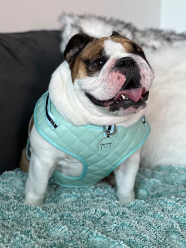 Frenchiestore Neck Adjustable Vegan Leather Health Harness | Mint Varsity - Customer Photo From Laurie M.