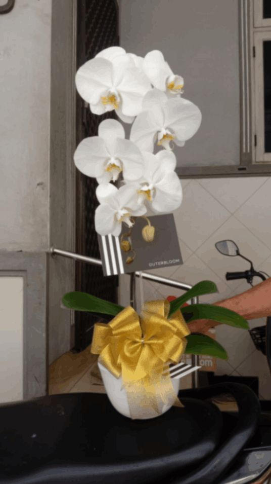 Classic White Orchid Majesty in Vase - Customer Photo From Sintia Fernando