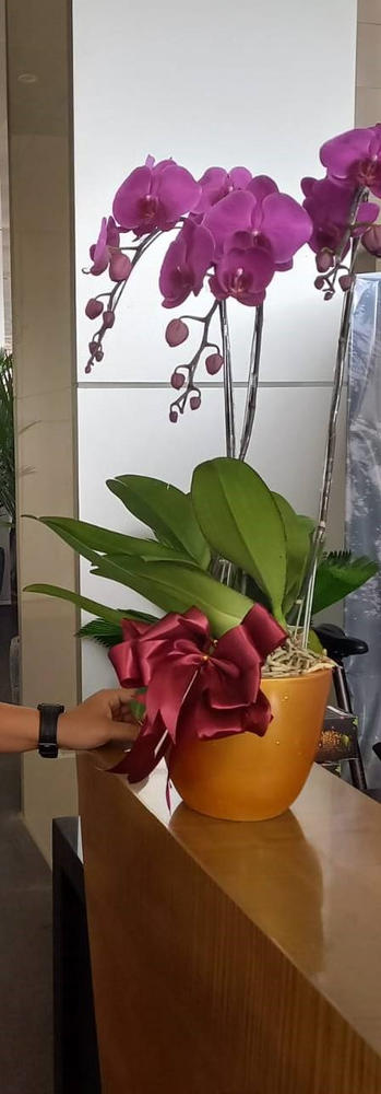 Classic Purple Orchid Majesty in Vase - Customer Photo From Richard CH