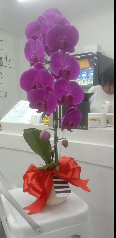 Classic Purple Orchid Majesty in Vase - Customer Photo From Astrid Kd