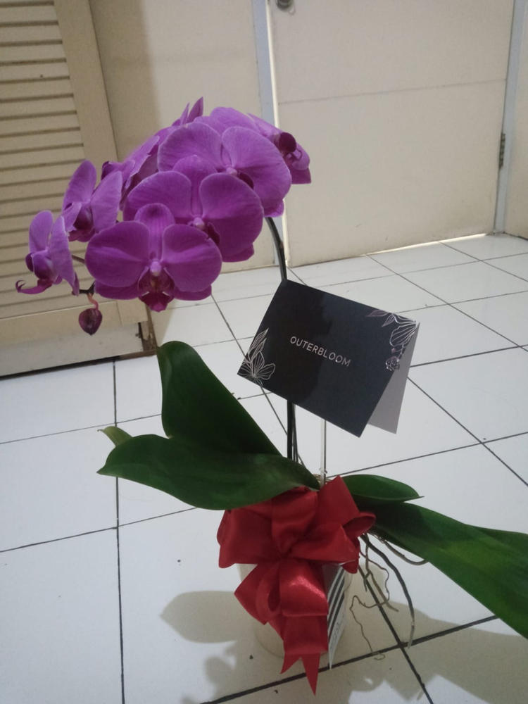 Classic Purple Orchid Majesty in Vase - Customer Photo From Nas Tassya