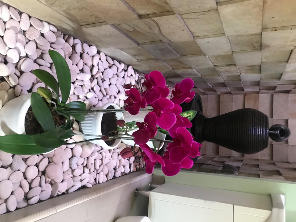 Classic Purple Orchid Majesty in Vase - Customer Photo From Martijn Cremer