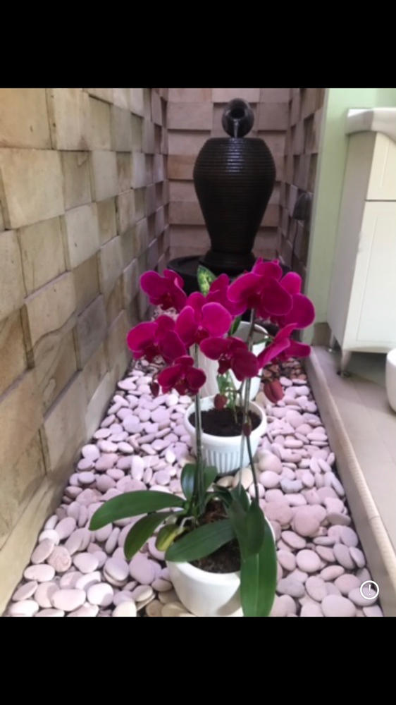 Classic Purple Orchid Majesty in Vase - Customer Photo From Martijn Cremer