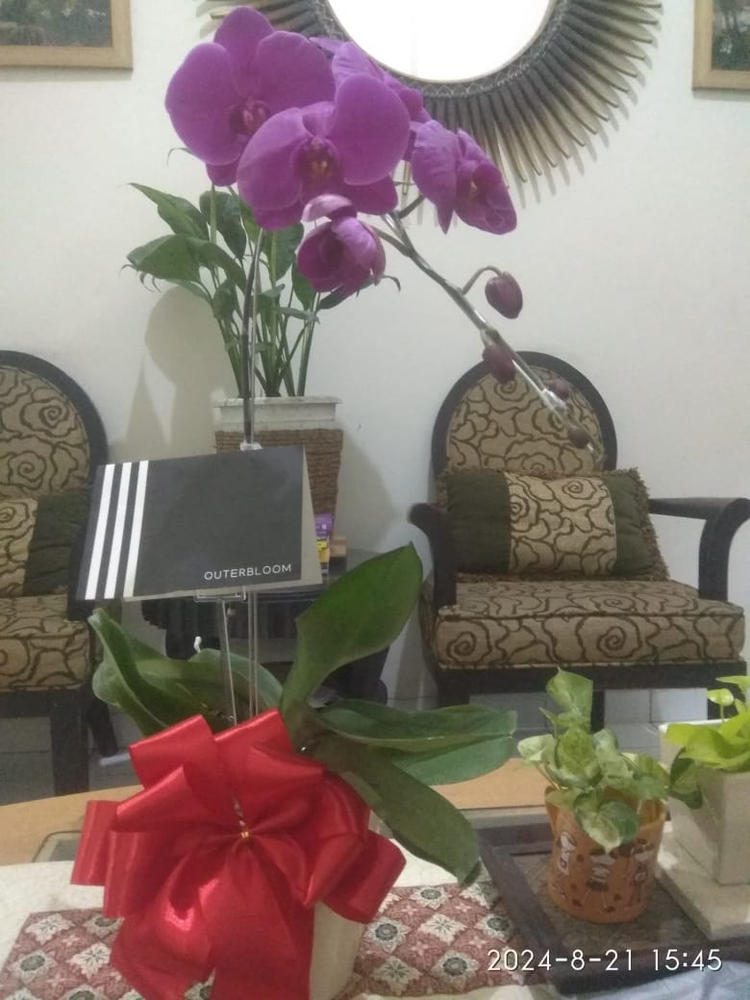 Classic Purple Orchid Majesty in Vase - Customer Photo From Rosa Setyoko