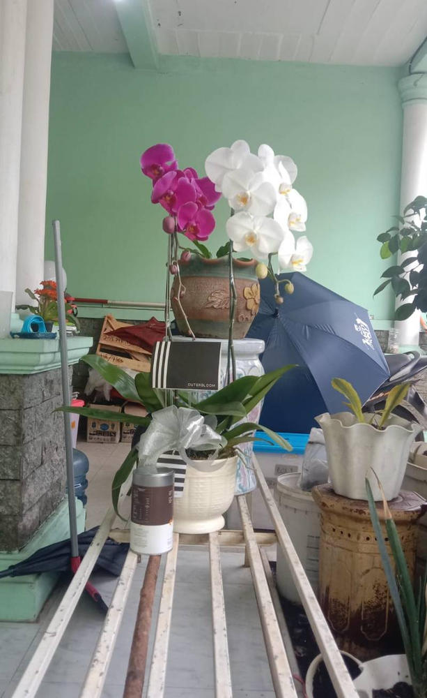 Classic Mixed Orchid Majesty in Vase - Customer Photo From Arie Ardaya Lizuardi