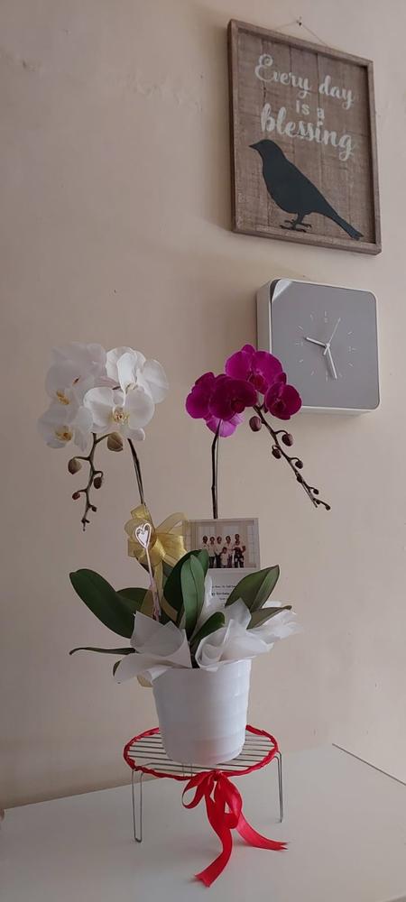 Classic Mixed Orchid Majesty in Vase - Customer Photo From Ayu Christien