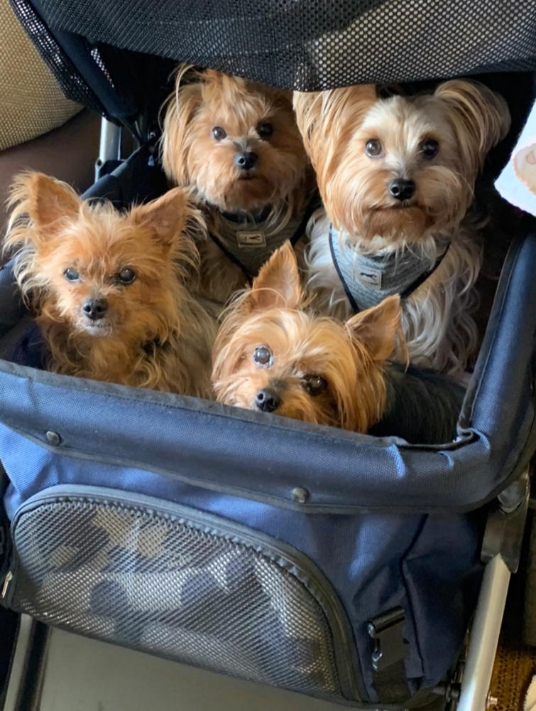 dog stroller replacement wheels