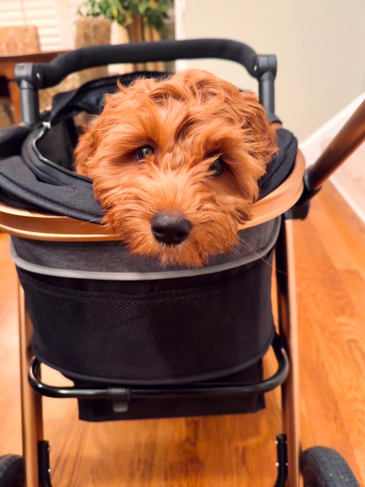 Yorkie stroller sales