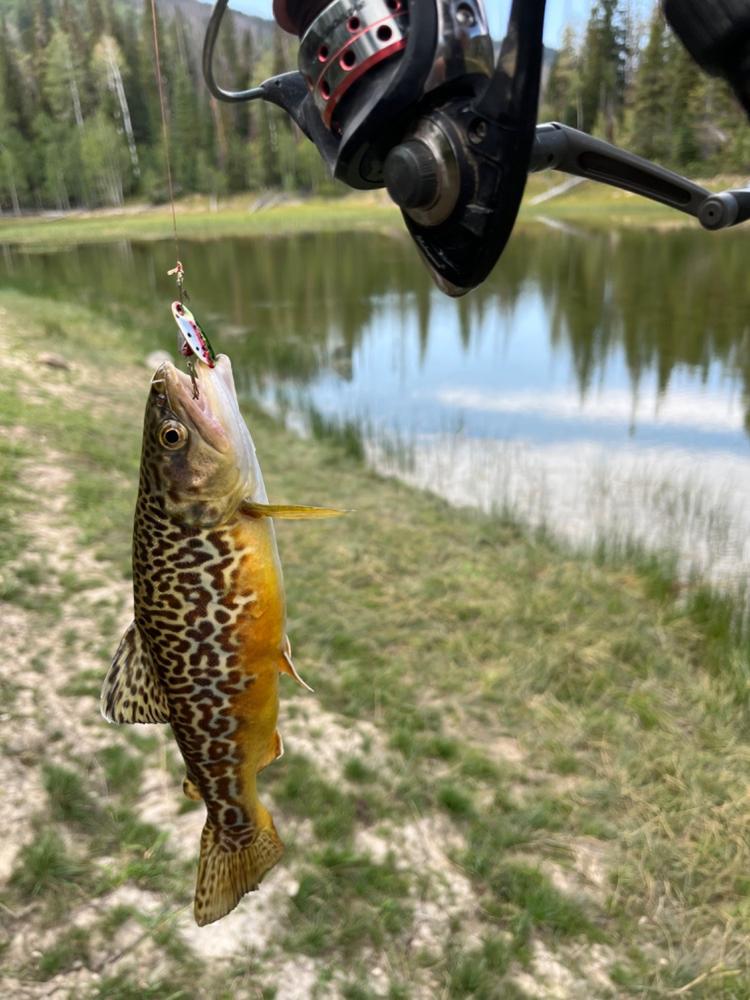 BLM Utah Sevier, Piute, Sanpete, West Wayne County - Customer Photo From Anonymous