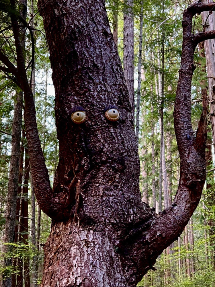 Sunshine Coast Trails - Customer Photo From Anonymous