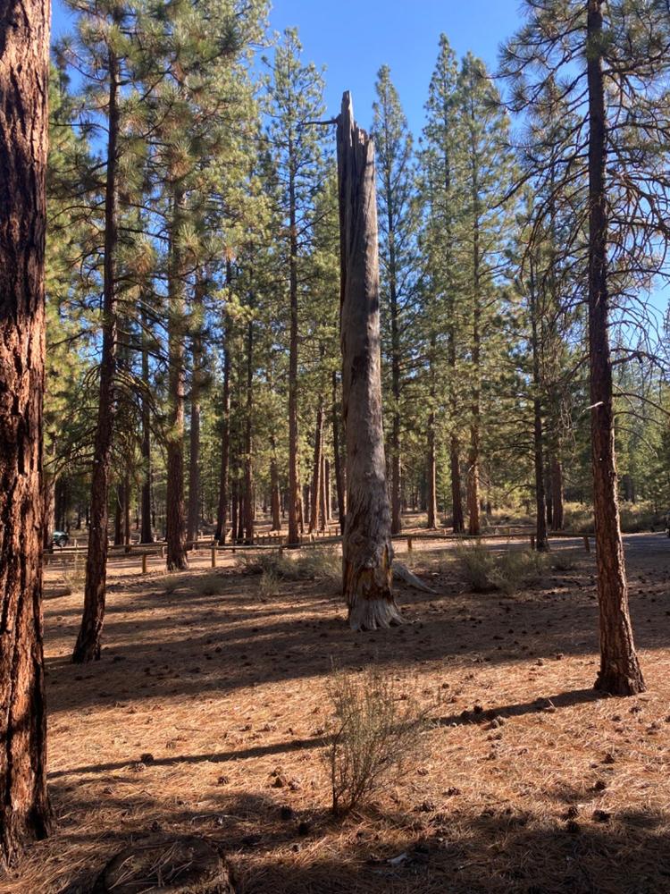 Deschutes National Forest - COHVOPS - Three Trails OHV Trails OHV Trail System - Customer Photo From Anonymous