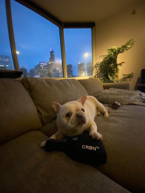 CRBNᴷ⁹ Squeak Dog Toy - Customer Photo From Amy Huang