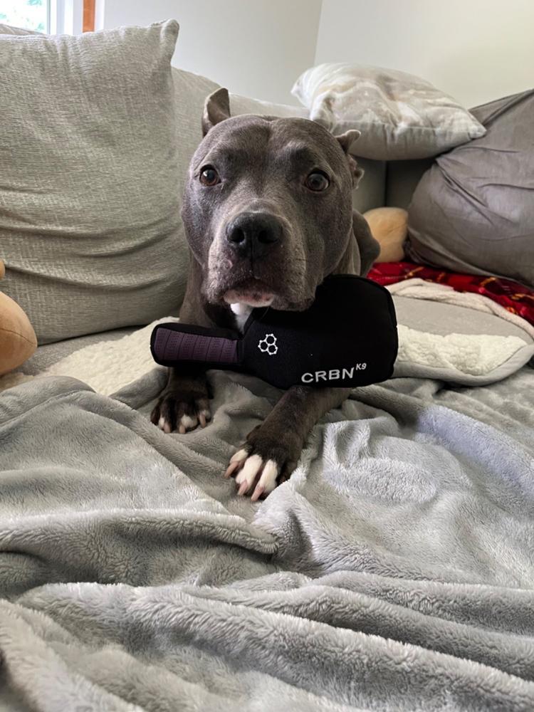 CRBNᴷ⁹ Squeak Dog Toy - Customer Photo From bryan m gordon