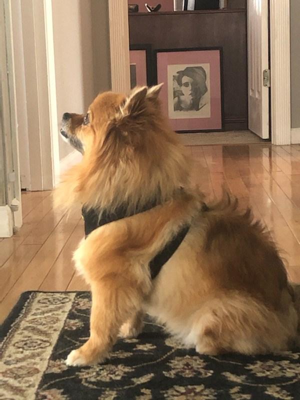 3-in-1 Deodorizing Spritz - Vanilla & Almond - Customer Photo From Vickie E.