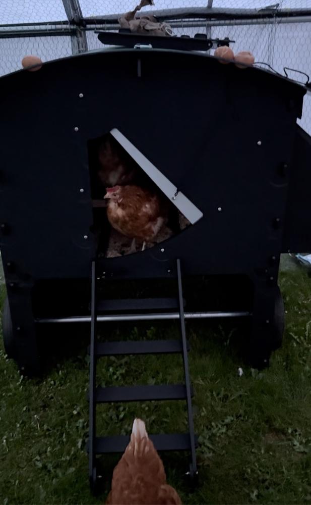 Chicken Coop - Customer Photo From Michelle Becks