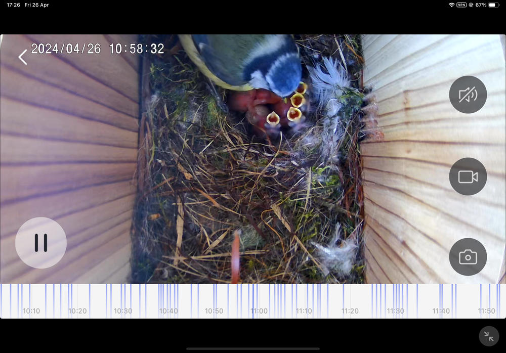 WiFi Battery Bird Box Camera with Solar Panel - Customer Photo From Stewart Nisbet