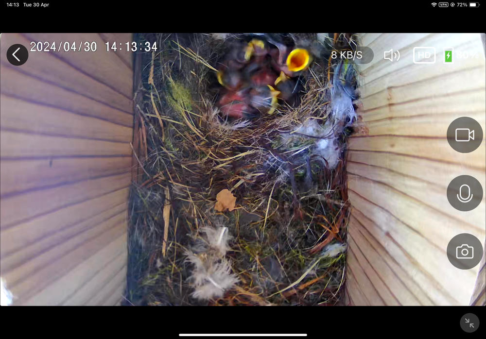 WiFi Battery Bird Box Camera with Solar Panel - Customer Photo From Stewart Nisbet